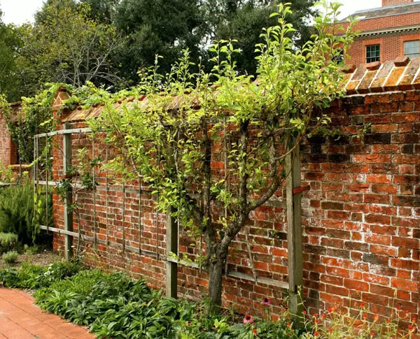 espalier