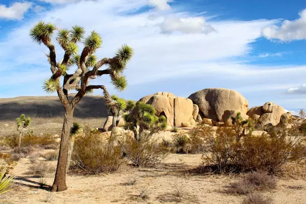 joshua-tree-national-park-74399_1280