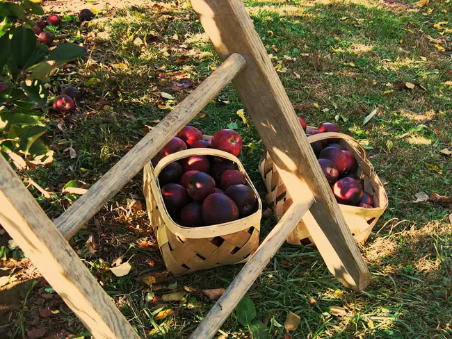 Apple-picking