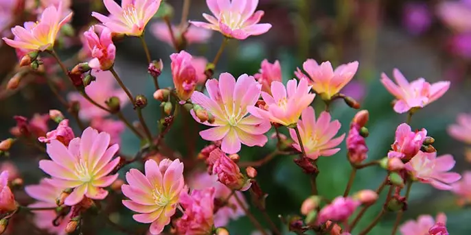 drought-tolerant plants