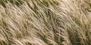 drought-tolerant plants