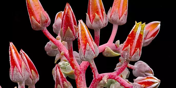 drought-tolerant plants