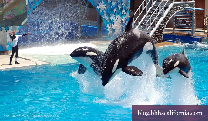 Seaworld events