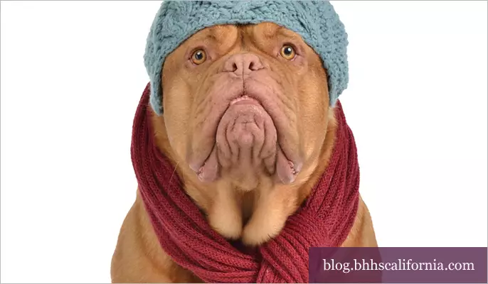 Recycled Dog Rescue 