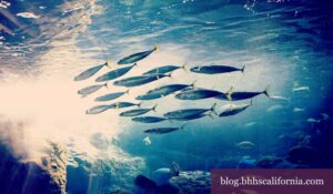 Birch Aquarium