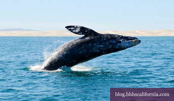 Channel Island Whale Watching