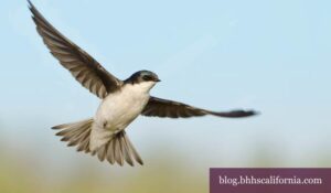 Return of the swallows to OC