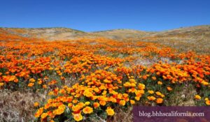Wild Flower Hikes