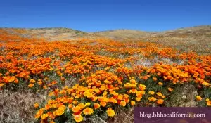 Wild Flower Hikes