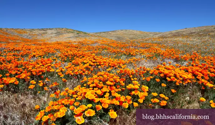 Wild Flower Hikes