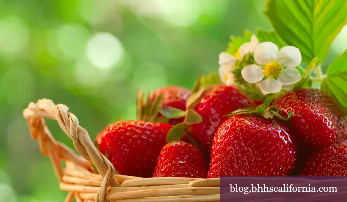 Where to pick strawberries in Ventura County