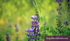 Santa Barbara County events