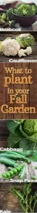 get ready for fall gardening