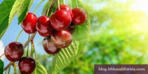 Cherry tree