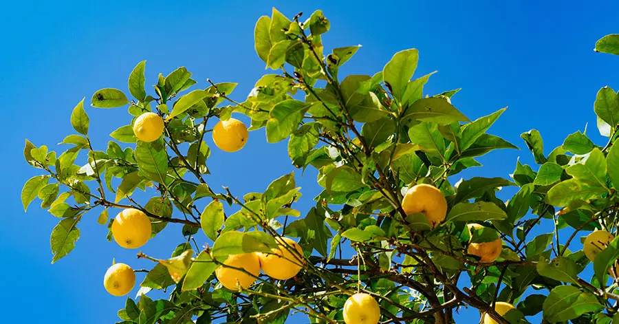 lemon-tree-fruit-tree