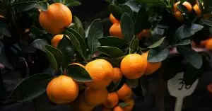 orange-tree-fruit-tree