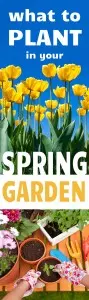 what to plant in your spring garden