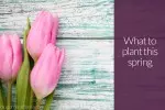Springtime Optimism Blooms in Southern California Real Estate Market