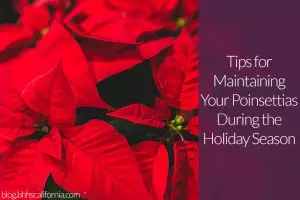 poinsettia-plant-care
