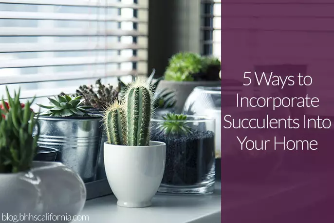 succulents-at-home