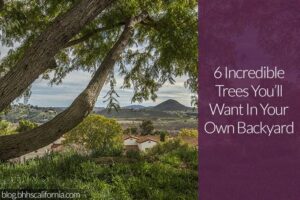 arbor-day-homes