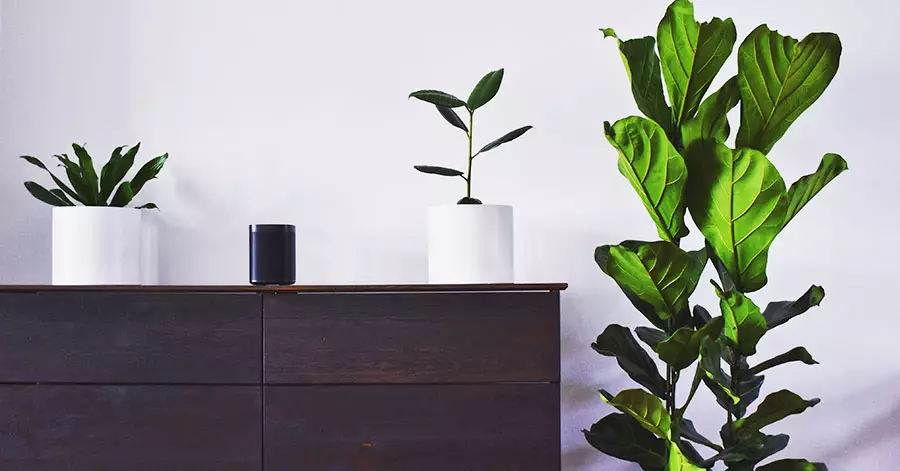 spring-indoor-plants