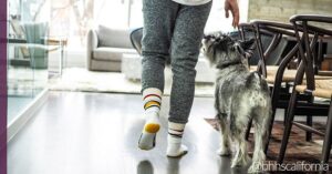 open-house-with-pets