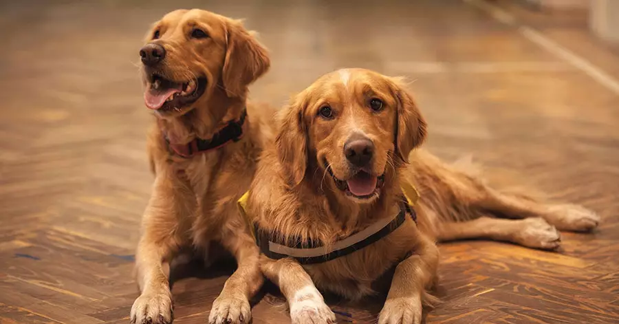 pet-friendly-flooring