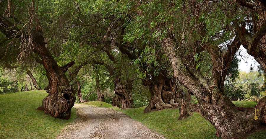 A dirt road flanked by large, old trees in that runs through Rancho Los Remedios