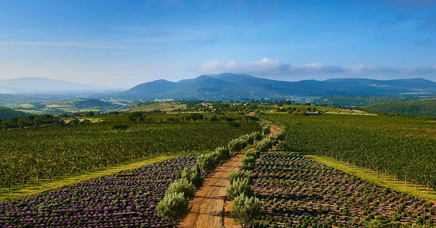 Aerial view of tree-lined dirt road with lush green landscaping, purple flowers, and mountains in the distance 