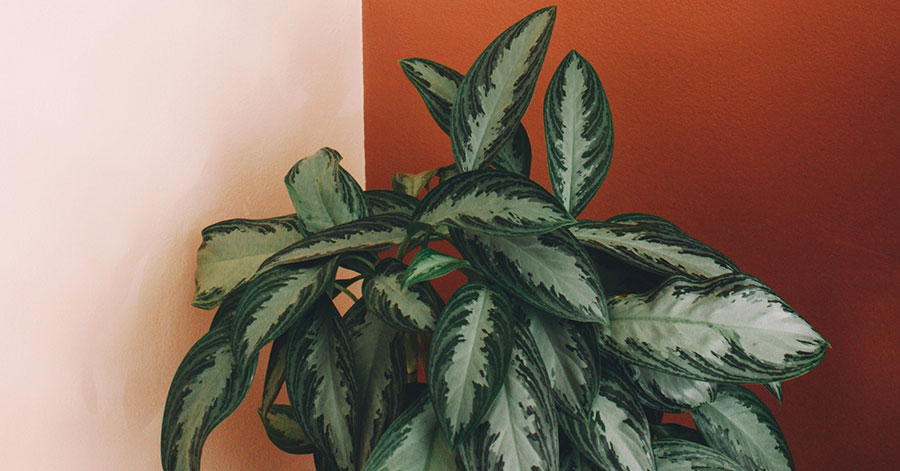 Two-toned wall painted orange and white with green house plant 